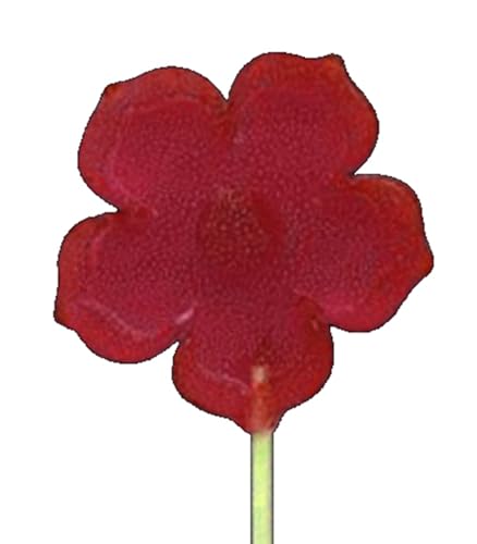 mostsom 2pcs/lot Silicone Lollipop Mold No Sticks Flower Shape Hard Candy Epoxy Resin Cake Decorating Tool Baking Accessories (C_ Flower)