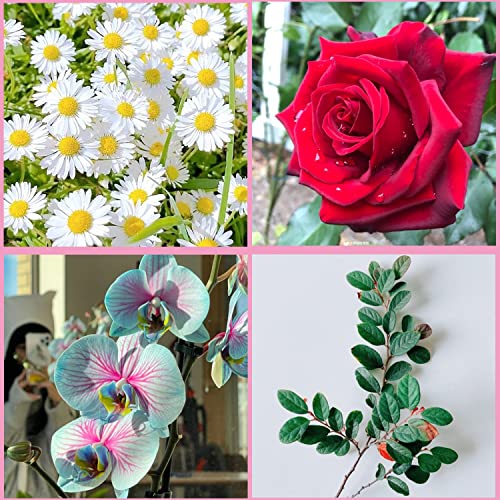 ZiXiang Flower Silicone Veining Mold Rose Veined Fondant Molds Set Of 6 - color: Style A