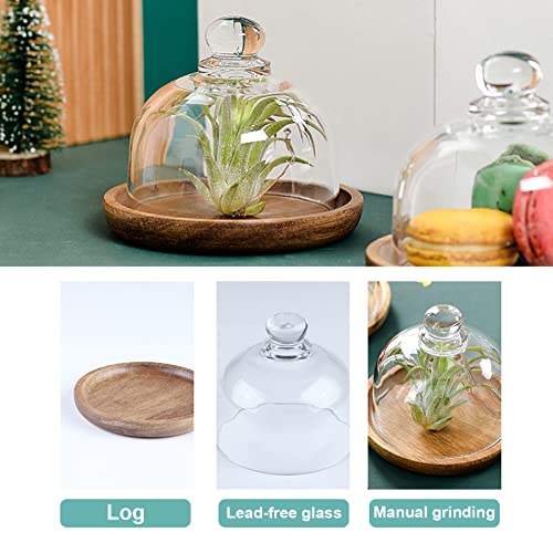Glass Dome with Wooden Base